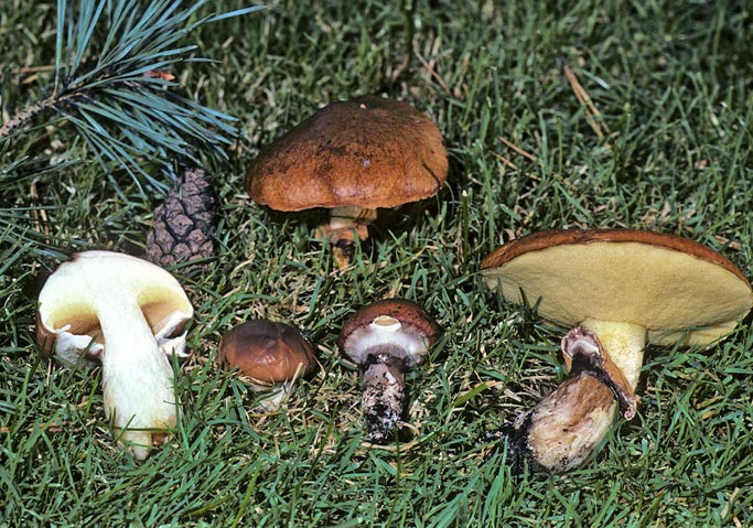 Suillus luteus